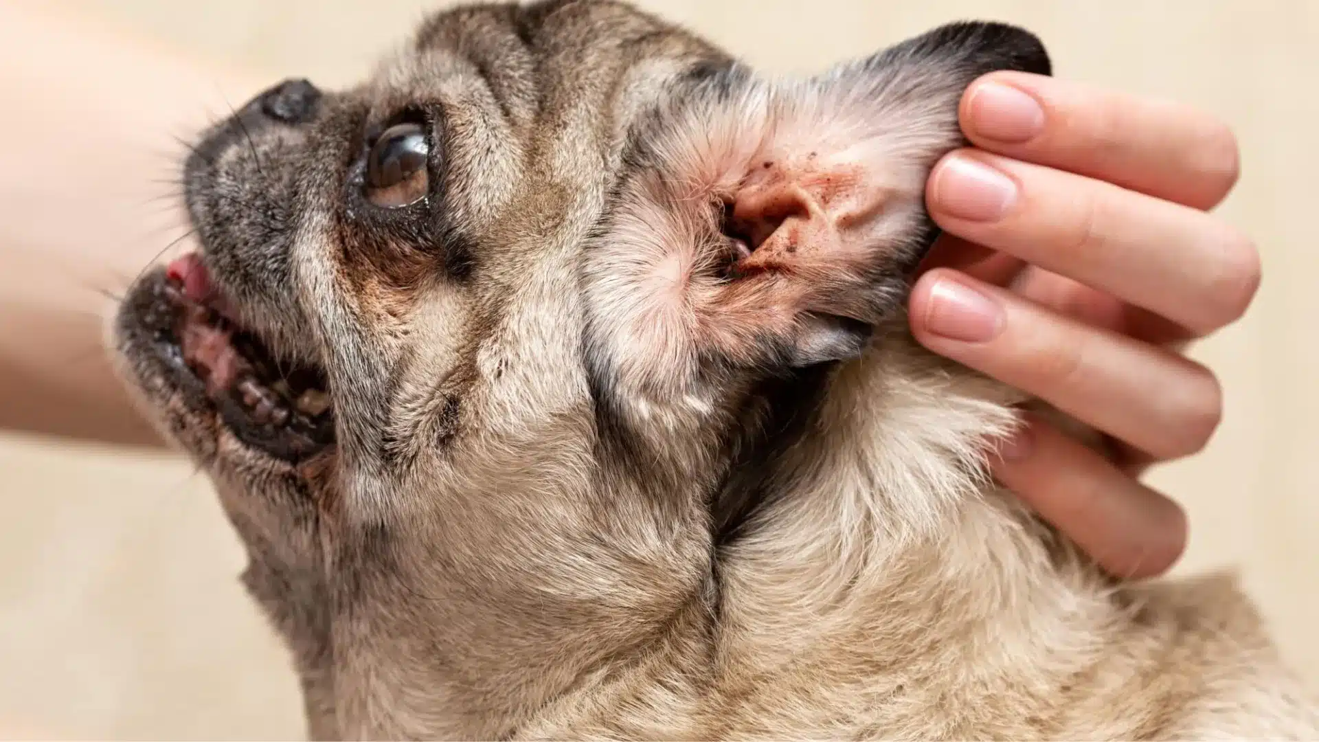 Close up of a pug with an ear infection being gently held by a human hand, showing wrinkles and part of its open mouth.