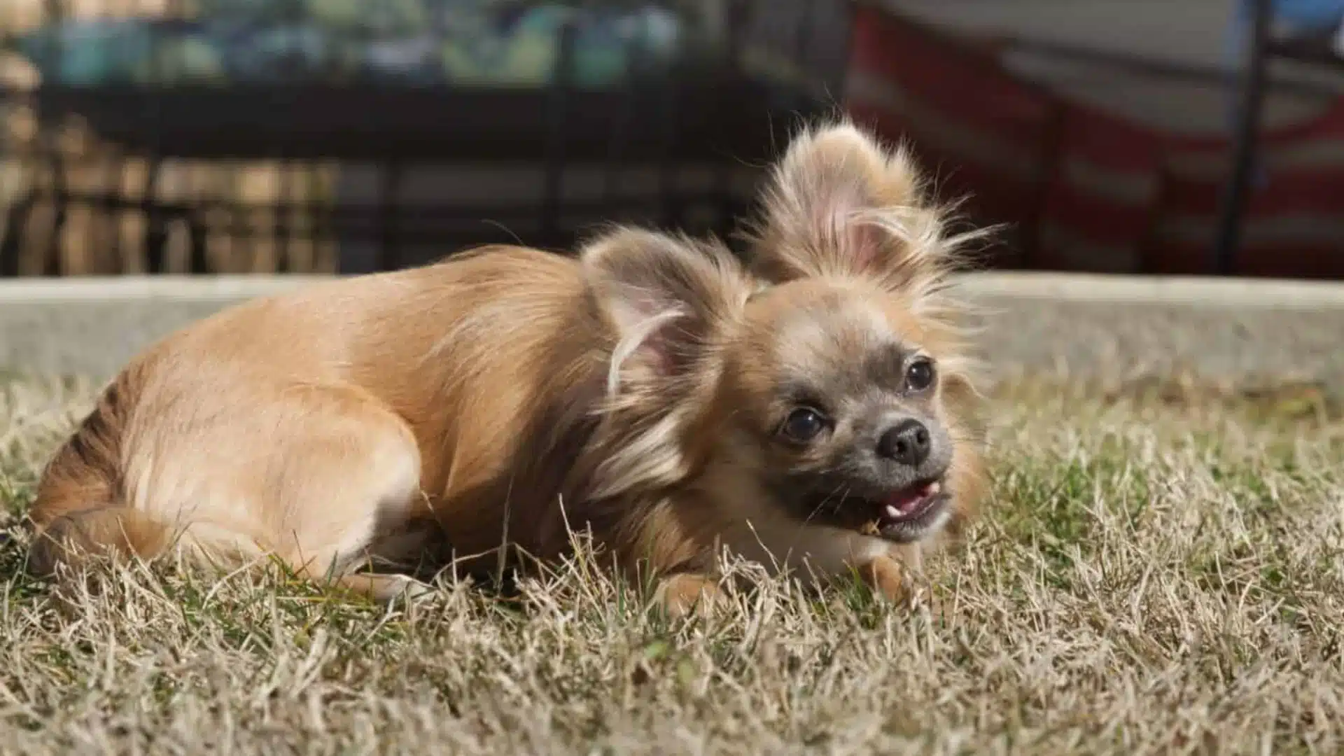 Long haired fawn Chihuahua crouching low on dry, patchy grass outdoors, looking up with its mouth slightly open