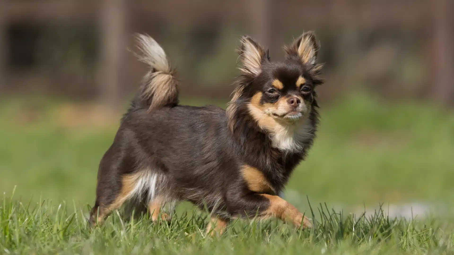 Long haired chocolate and tan Chihuahua standing alertly in bright green grass outdoors with a blurred natural background