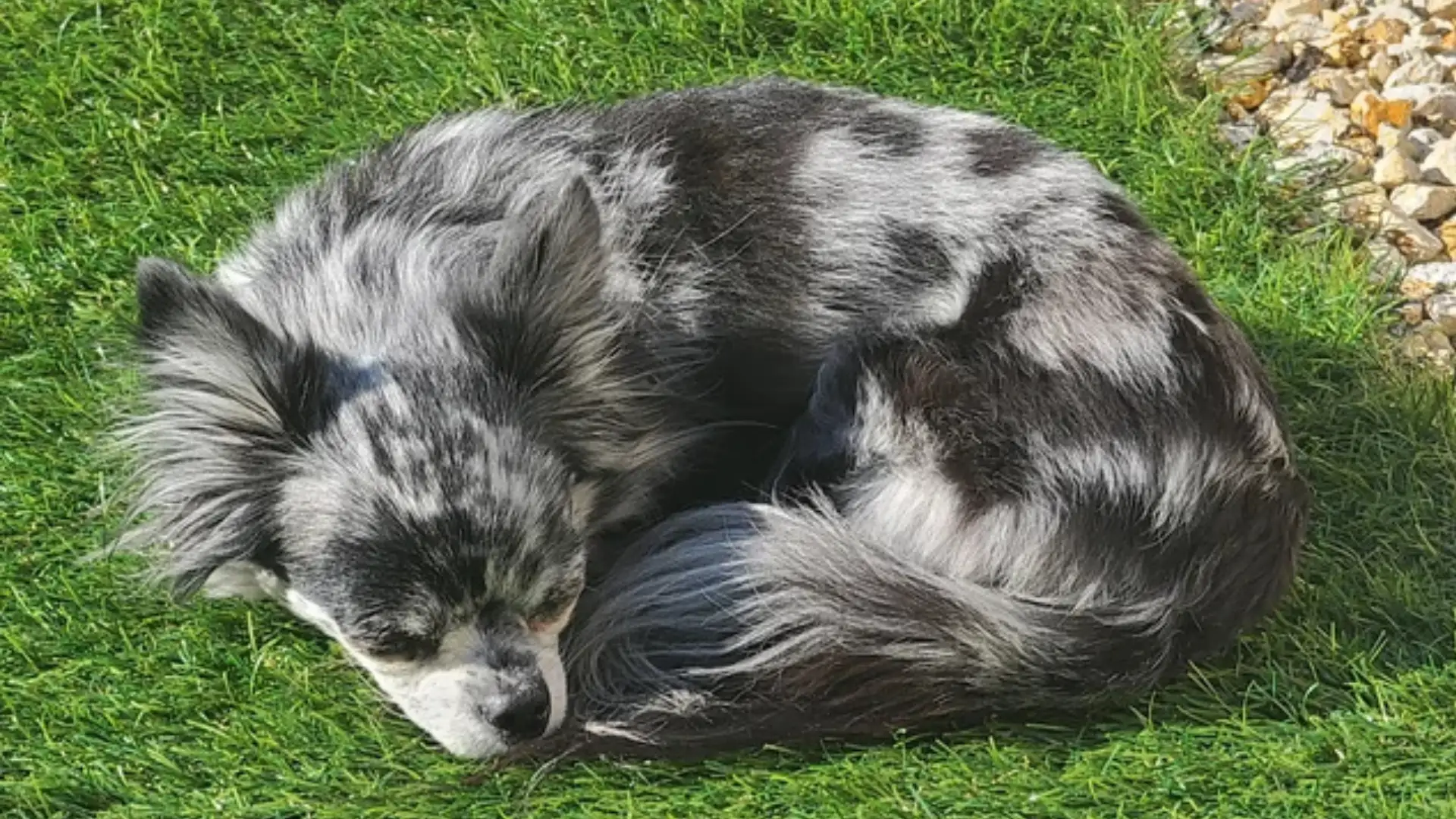 Blue merle long haired dog curled up sleeping on bright green grass beside a patch of light colored stones