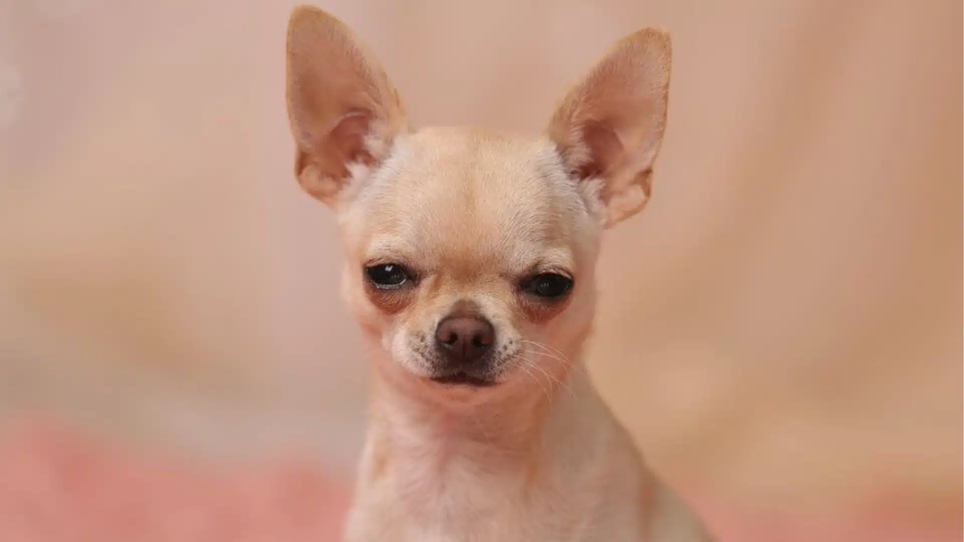 Close up portrait of a small, light smooth coat Chihuahua dog with large ears and a serious expression against a softly blurred pale pink background
