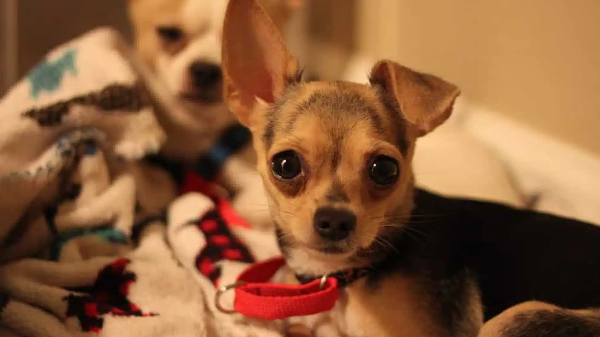 Close up of a small, teacup Chihuahua wearing a red collar, with another dog slightly out of focus in the background resting on a patterned blanket