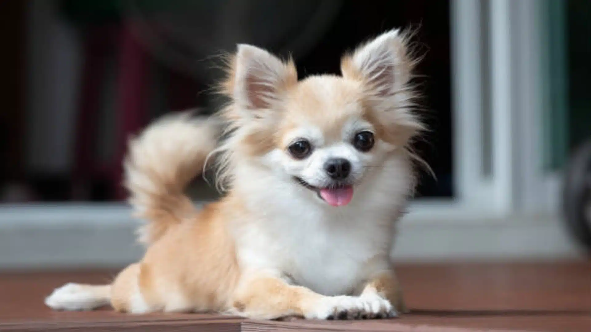 Fluffy, tan and white long haired Chihuahua lying down with its tongue slightly out